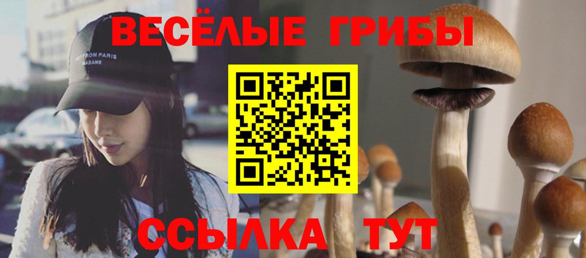Галлюциногенные грибы MAGIC MUSHROOMS  Псилоцибиновые грибы Psilocybine cubensis  сколько стоит  Тайшет  Вход с VPN 
